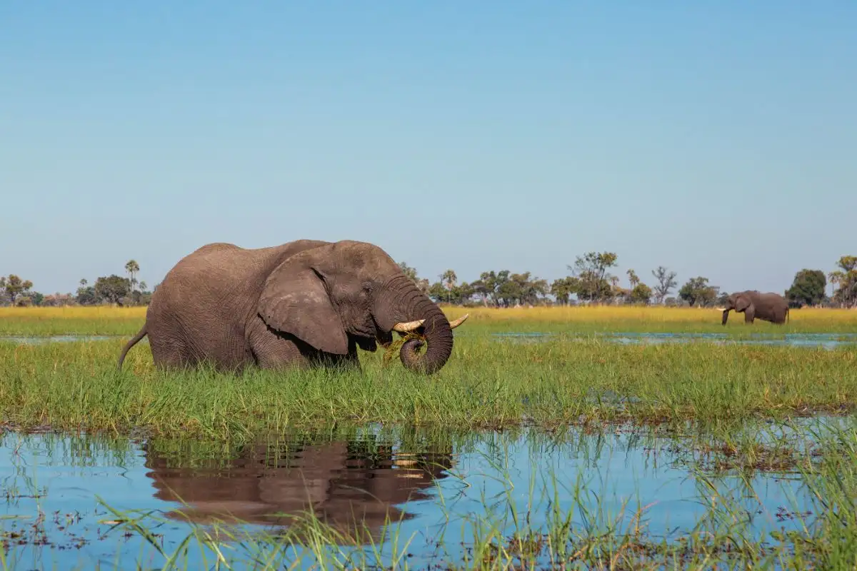MOREMI GAME RESERVE EXPERIENCE 3 NIGHTS/4 DAYS